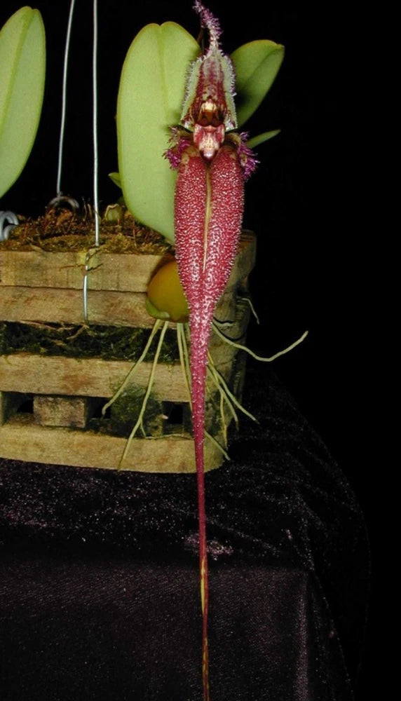 Bulbophyllum fascinator orchid: pink speckled hanging flower with green leaves