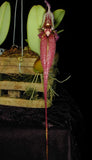 Bulbophyllum fascinator Orchids