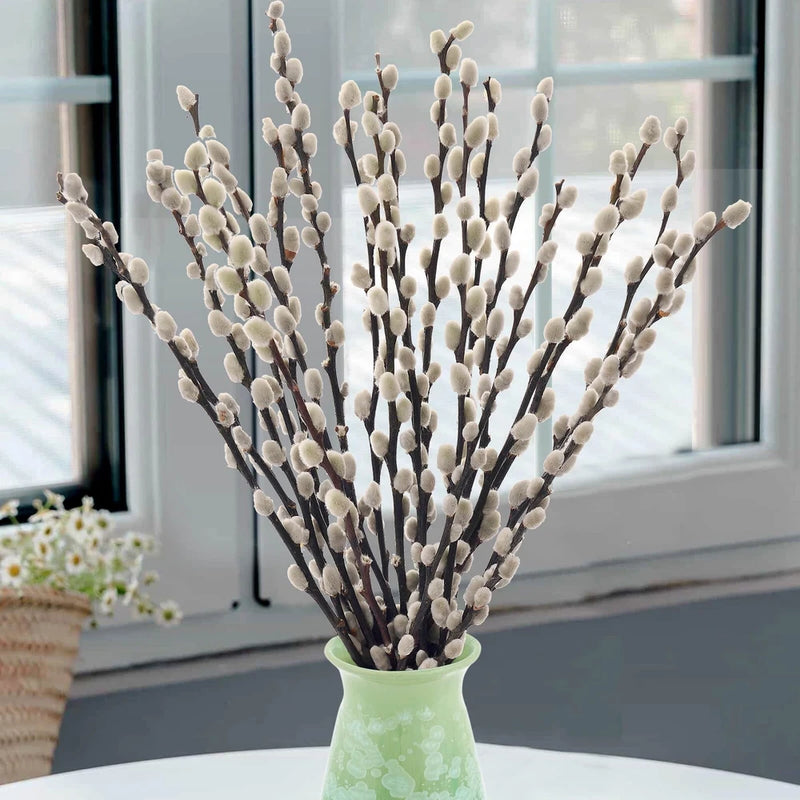 Dried pussywillow branches with white fuzzy catkins in light green vase