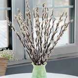 Preserved Greenery Branches 20 Stems Natural Pussywillows White Flowers Snow Dried Flower