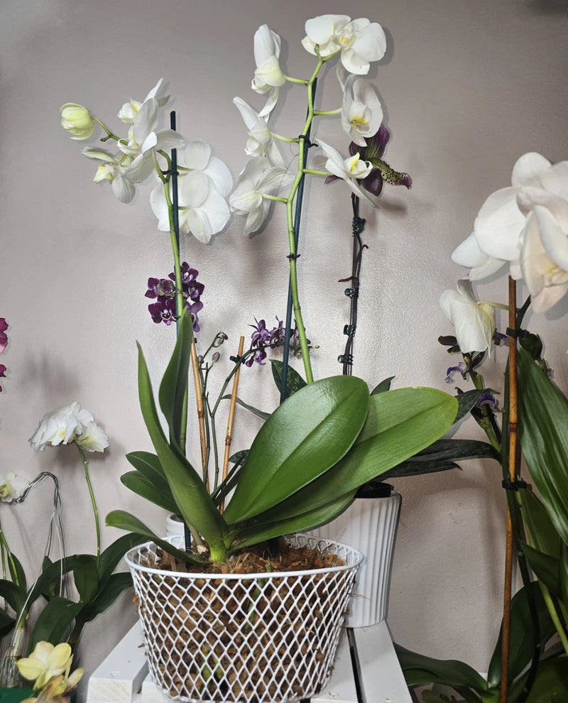 Wire mesh orchid planter basket holding white orchids and green leaves