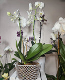 Basket Wire,planter For Orchids (4 Sets) Orchids