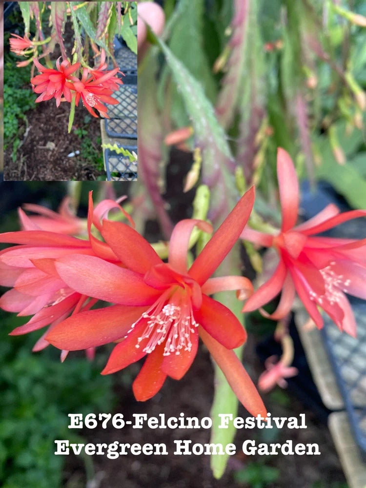 Orange-red orchid cactus flower plant in 4-inch starter pot with green stems