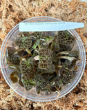 FLASK Dossinia marmorata JEWEL ORCHIDS Orchids