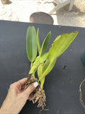 Orchid live Cattleya warneri var. semi alba - bare root Orchids