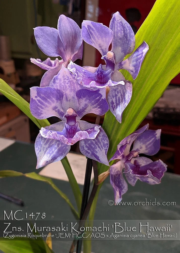 Zygonisia Murasaki Komachi 'Jiaho' Orchids