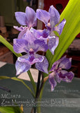 Zygonisia Murasaki Komachi 'Jiaho' Orchids