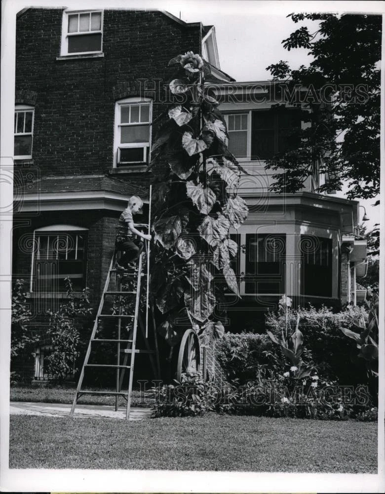 1959 press photo of giant sunflower with ladder and gardener outside brick building