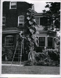 1959 Press Photo Robert Sommer Chicago Illinois Giant Sunflower Flower Nature Sunflower