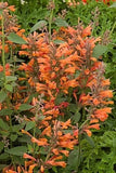 50+ Orange Hyssop / Perennial Flower Seeds Garden Plants
