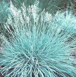 4 Plants Blue Fescue Dwarf Ornamental Grass ÐÐ Deer Proof - Perennial Pampas Grass