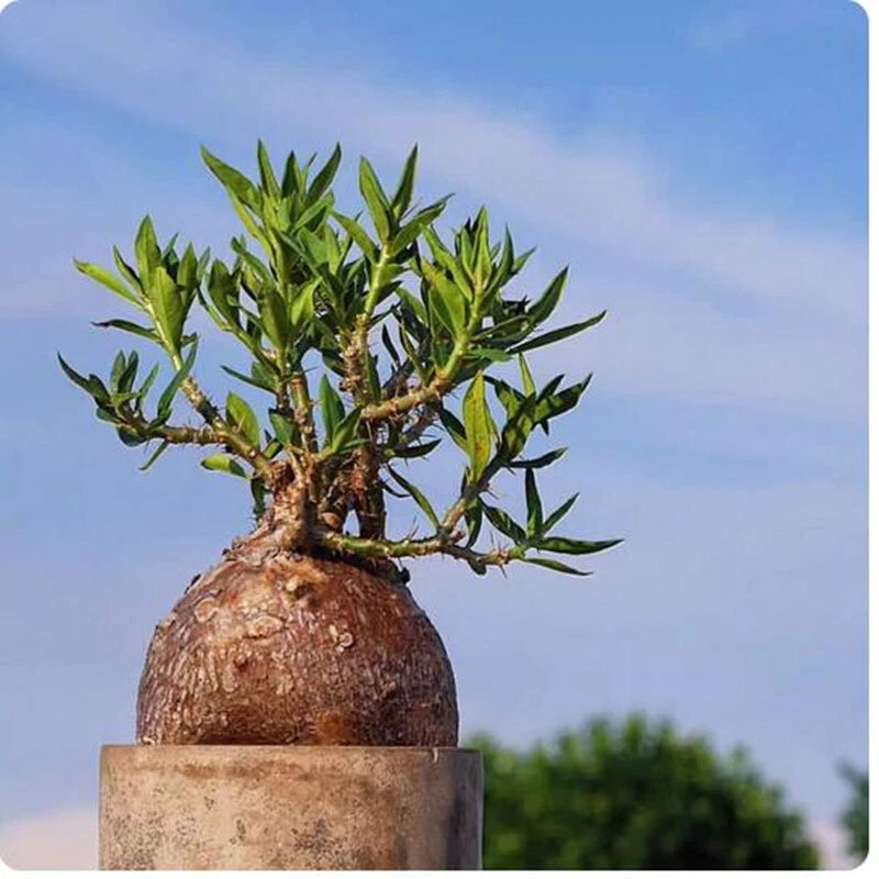Succulent pachypodium plant with thick caudex and green spiky leaves in brown pot