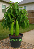 Long Neck Avocado Tree Ð Live Tropical Fruit Tree Ð Premium Variety- NO CA Green Plant