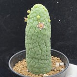 5-6CM Succulent Cactus Plant Larryleachia Cactiformis Apocynaceae Home Garden Garden Plants