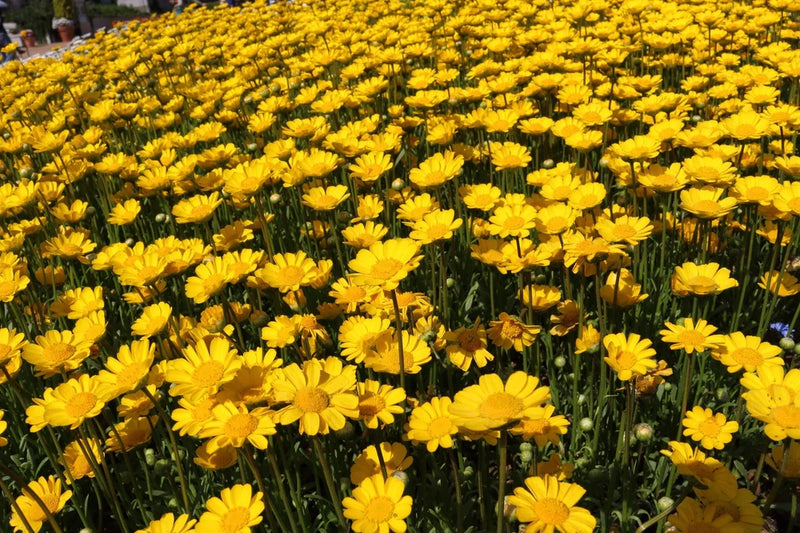 250 YELLOW DAISY Chrysanthemum Multicaule Mini Marguerite Flower Seeds *Comb S/H Flowering Plants