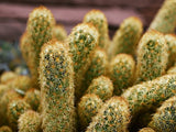 Live Ladyfinger Cactus Plant - Mammillaria Elongata - 6 Inch Pot Garden Plants