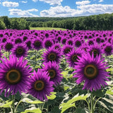 50pcs ÔViolet GlowÕ Purple Sunflower Seeds Ð Rare Variety for Garden Beds Garden Plants