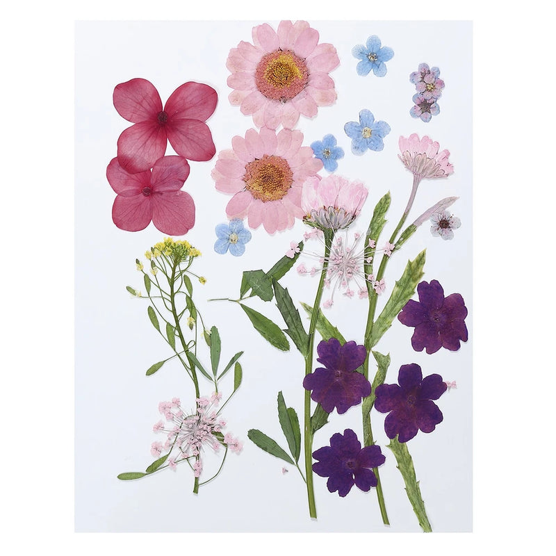 Dried Pressed Flowers Assorted Natural Leave Real Pressed Flowers Multicolored Dried Flower