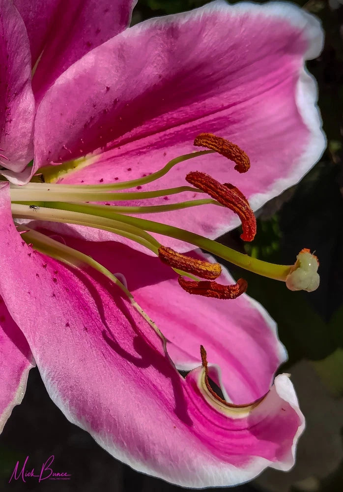 Wall Art Pink Lily A4 Print Lily