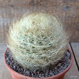 D6805 NEOPORTERIA NIDUS SENILIS pot15-H10-W11 cm MaMa Cactus Green Plant