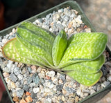 Gasteria marmorata Variegated Succulent Cactus Plant Flowering Plants
