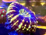 Button scolymia Coral- Live Coral Anemone