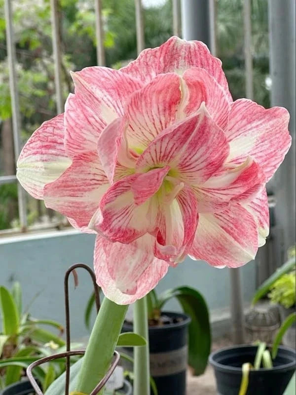Pink and white amaryllis lily flower with ruffled petals and pale yellow center