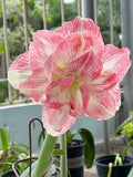 Imported Amaryllis Lily White & Pink Color Flower Bulbs For Gardening Pack Of 2 Lily
