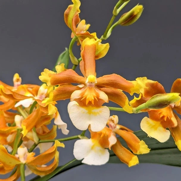 (751) Ons.Hilo Firecracker  'Lucky Strike'      BS Orchids