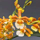 (751) Ons.Hilo Firecracker  'Lucky Strike'      BS Orchids