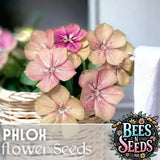 Phlox Seeds - 125 Seeds - Creme Brulee - Garden Bloom Annual Flower Seeds Garden Plants