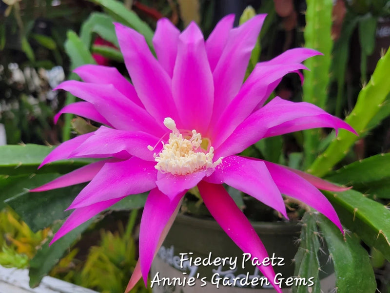 Epiphyllum orchid flower with bright pink petals