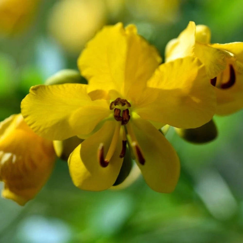 Wild Senna Seeds (Senna hebecarpa) ~Traditional Herb Native Pollinator Garden Garden Plants