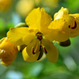 Wild Senna Seeds (Senna hebecarpa) ~Traditional Herb Native Pollinator Garden Garden Plants