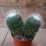 D7619 MAMMILLARIA SPINOSISSIMA UNPICO pot10-H11-W14 cm MaMa Cactus Green Plant