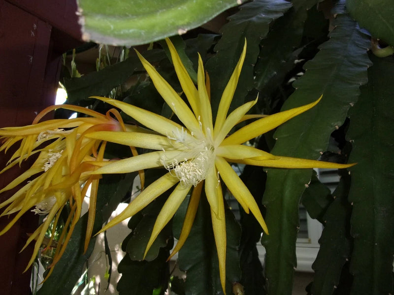 Yellow epiphyllum orchid flower on leafy cutting