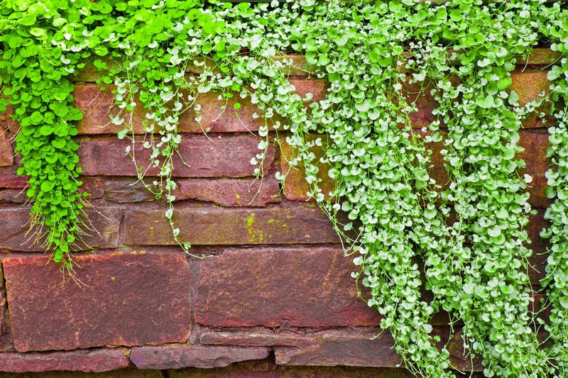1000 DICHONDRA Repens aka Lawn Leaf Flower Evergreen Ground Cover Seeds Flowering Plants