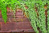 1000 DICHONDRA Repens aka Lawn Leaf Flower Evergreen Ground Cover Seeds Flowering Plants