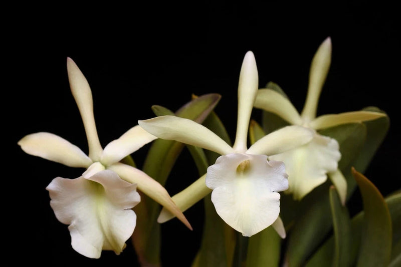 Rhycholaelia orchid blooms with pale white petals