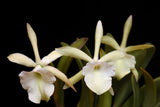 Rhycholaelia Glauca ÒOrchid ErosÓ Orchids
