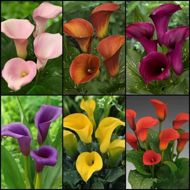Mixed color calla lily flowers (set of 6 bulbs)