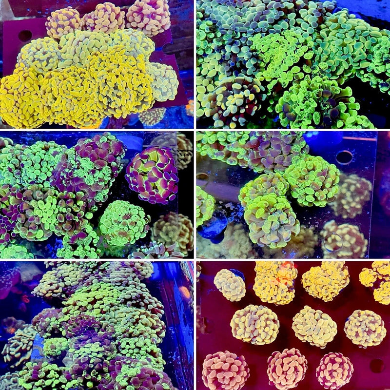 Indonesian Branch Hammer Coral 6-Heads (PACK), Live Saltwater Coral LPS Anemone