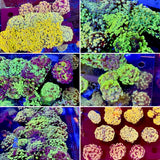 Indonesian Branch Hammer Coral 6-Heads (PACK), Live Saltwater Coral LPS Anemone