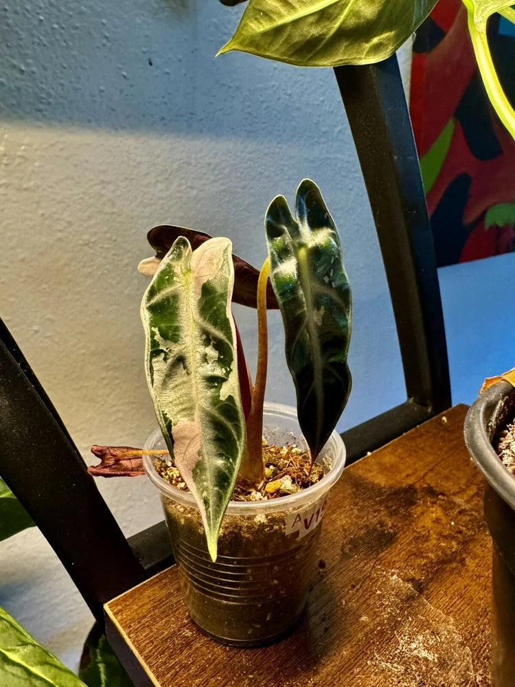 Variegated alocasia plant with two large cream-and-green leaves in a small pot