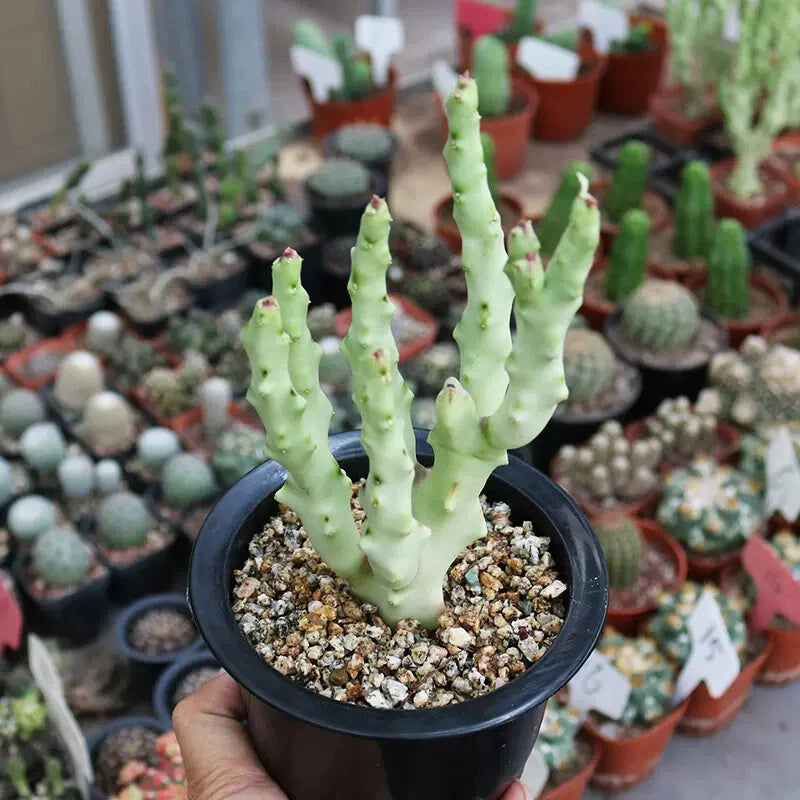 Live Caralluma socotrana succulent with multiple pale green heads in black pot