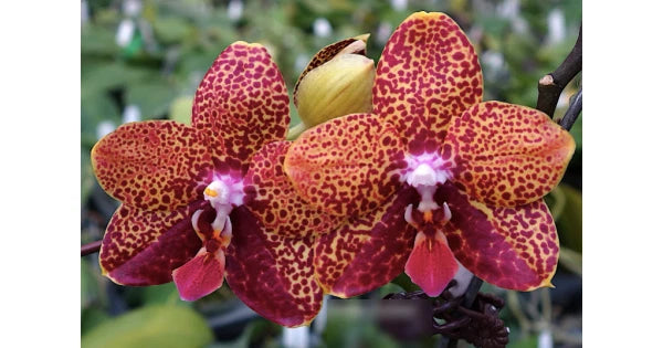Speckled magenta orchid flowers with pink centers on dark stems in a pot