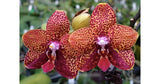 Phalaenopsis Orchid Phal. Chienlung Black Parrot 'CL Snake' AM/AOS In Pot,collectibles8899  100% positive (3.9K) Orchids