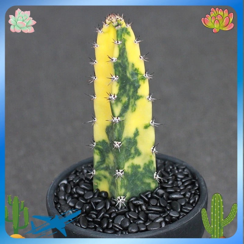 Variegated column cactus plant in dark pot with black pebbles and visible spines