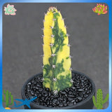 15CM Succulent Cactus Plant Harrisia Jusberti Variegated Cactaceae Home Garden Garden Plants