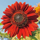 ____ Red Sun Sunflower Seeds for Planting Non-GMO Fresh Garden Seeds US ship 50 Sunflower